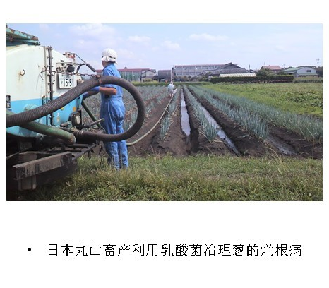 日本丸山畜产利用乳酸菌治理葱的烂根病