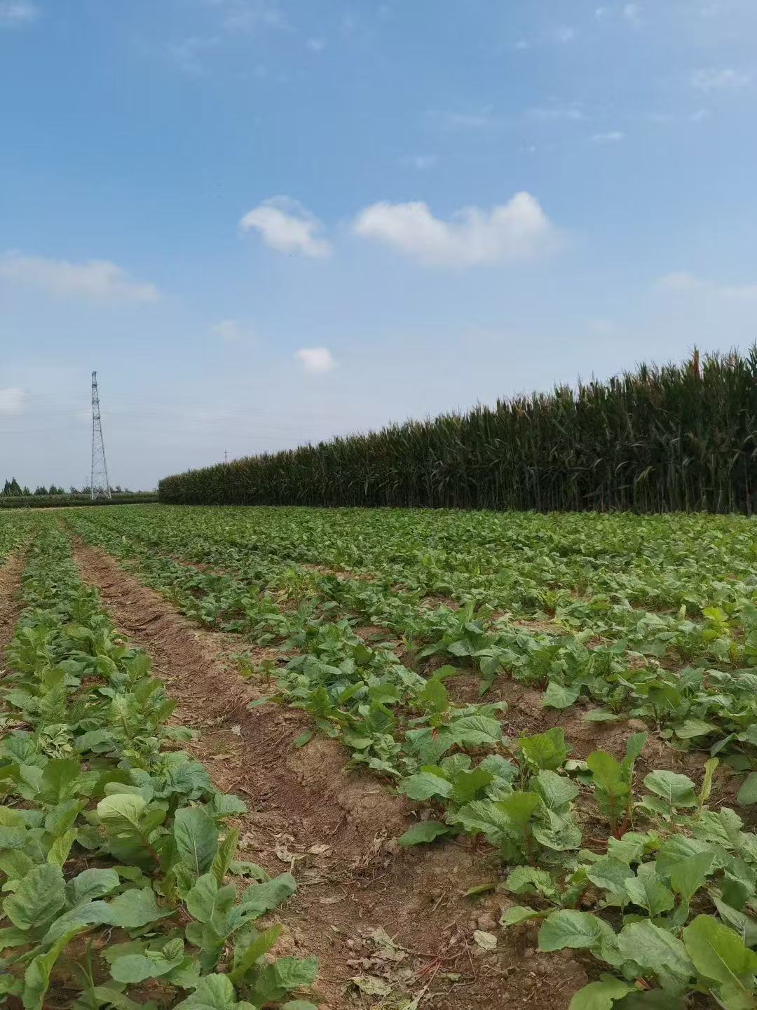 钀濆崪1.jpg 钀濆崪1.jpg